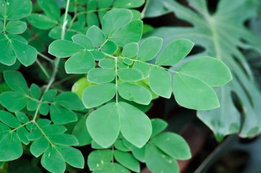 Rain tree or Samanea saman, LEGUMINOSAE MIMOSOIDEAE plant clipart