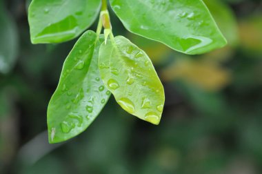 Ficus pumila ya da tırmanan incir ya da MoraceAE ve çiy damlası ya da yağmur damlası