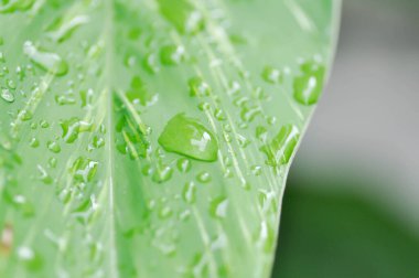 Eşanlamlı sanderae, Variegated Shell Ginger veya ZINGIBERACEAE veya Alpinia Sandrerae ve çiy damlası veya yağmur damlası