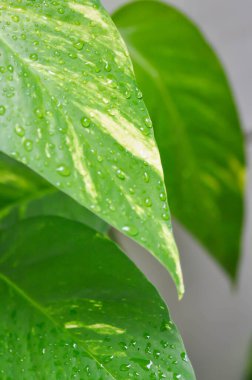 Epipremnum, Epipremnum Pinnatum Variegata veya Epipremnum pinnatum çeşitleri Albo ve yağmur damlası veya çiy damlası