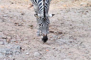 Zebra, Equus ya da Hipotigri doğada