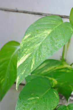 Epipremnum, Epipremnum Pinnatum Variegata veya Epipremnum pinnatum çeşnili albo ve yağmur damlası.