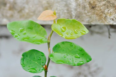 ficus pumila or climbing fig or MORACEAE and dew drop or rain droplet clipart