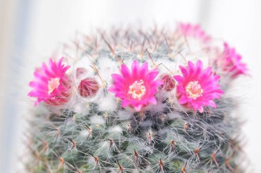 Mammillaria carmenae, Mammillaria veya kaktüs veya succulent veya Mammillaria carmenae pembe çiçek veya kaktüs çiçeği