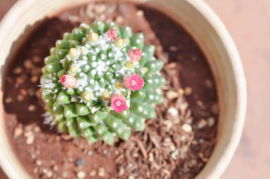 Mammillaria ya da Mammillaria erusamu rebutia minuscula, kaktüs ya da kaktüs çiçekleri ile sulu