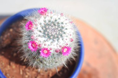Mammillaria carmenae, Mammillaria veya kaktüs veya succulent veya Mammillaria carmenae pembe çiçek veya kaktüs çiçeği