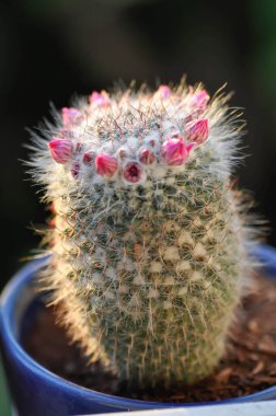 Mammillaria carmenae ,Mammillaria or cactus or succulent or Mammillaria carmenae with pink flower or cactus flower clipart