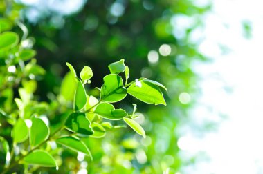 banyan ağacı veya Ficus annulata veya fius bengalensis veya yapraklar arka plan