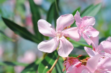 Oleander, Rose Bay veya Sweet Oleander veya apocynaceae veya Nerium zakkum L veya pembe çiçekler
