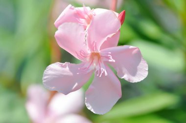 Oleander, Rose Bay veya Sweet Oleander veya apocynaceae veya Nerium zakkum L veya pembe çiçekler