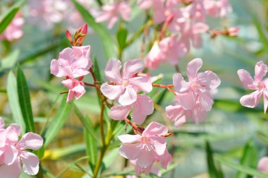 Oleander, Rose Bay veya Sweet Oleander veya apocynaceae veya Nerium zakkum L veya pembe çiçekler