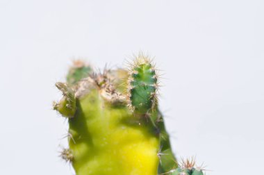 Kaktüs, Peri Masalı Şatosu ya da Cereus Peruvianus bitkisi ya da yeni doğmuş kaktüs