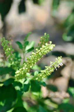Fesleğen veya kutsal fesleğen, kutsal fesleğen veya Ocimum tenuiflorum L veya Ocimum ibadethane L veya LAMIACEAE bitki ve çiçekleri
