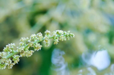 Mango bitkisi veya mango ağacı veya Mangifera Indica, Mango Mangifera indica L veya Mangifera austroyunnanensis Hu veya ANACARDIACEAE veya mango çiçekleri