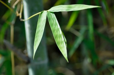 Bambu, GRAMINEAE veya POACEAE veya Bambusa arundinacea Willd veya Thorn Bamboo veya Dikenli Bambu veya Bambusa vulgaris schrad veya Feathery Bamboo veya Dendrocalamus strictus yaprakları