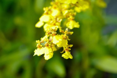 sarı oncidium orkidesi veya sarı orkide çiçeği, orkide veya sarı çiçek