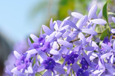 Zımpara kağıdı sarmaşığı, Mor çelenk veya Queens çelengi veya mor çiçekler