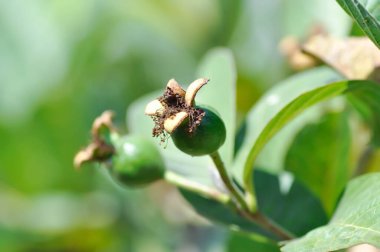 guava ağacı, MYRTACEAE veya ağaçta guava tohumu olan Psidium guajava linn