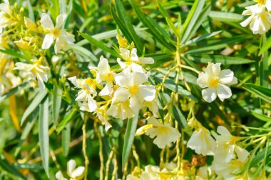 Oleander, Rose Bay veya Sweet Oleander veya apocynaceae veya Nerium oleander L veya sarı çiçek veya açık sarı çiçekler