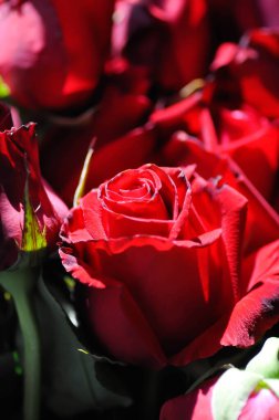 Vazodaki güller ya da vazodaki kırmızı güller