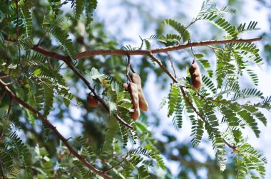 Tamarindus indica L, Indian date or Tamarind or FABACEAE or Tamarind tree and Tamarind seed on the tree