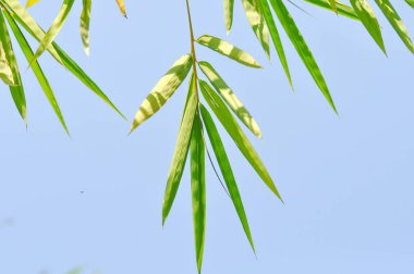 Bambu, GRAMINEAE veya POACEAE veya Bambusa arundinacea Willd veya Thorn Bamboo veya Dikenli Bambu veya Bambusa vulgaris schrad veya Feathery Bamboo veya Dendrocalamus strictus Nees