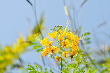 Caesalpinia pulcherrima ,  Barbados pride or Dwarf Poinciana or Peacock flower or FABACEAE or LEGUMINOSAE CAESALPINIOIDEAE or yellow flowers clipart