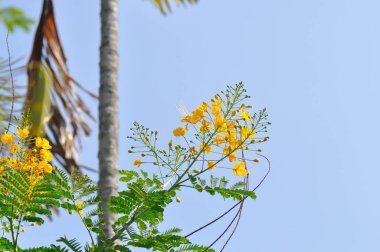Caesalpinia pulcherrima ,  Barbados pride or Dwarf Poinciana or Peacock flower or FABACEAE or LEGUMINOSAE CAESALPINIOIDEAE or yellow flowers