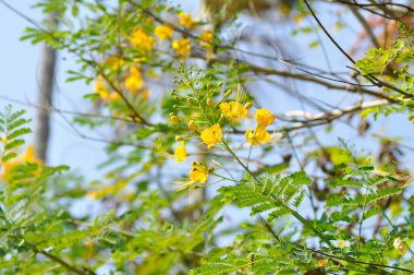 Caesalpinia pulcherrima ,  Barbados pride or Dwarf Poinciana or Peacock flower or FABACEAE or LEGUMINOSAE CAESALPINIOIDEAE or yellow flowers