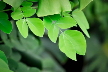 Yağmur ağacı veya Samanea saman, LEGUMINOSAE MIMOSOIDEAE veya Yağmur Ağacı yaprakları