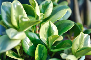 Peperomia obtusifolia, Baby Rubber Plant veya Pepper Face veya PIPERACEAE bitkisi