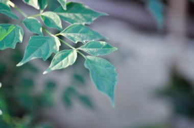 Mantar ağacı, Hint mantar ağacı veya Millingtonia hortensis Linn veya BIGNONIACEAE veya küçük mantar ağacı veya arkaplan yaprakları