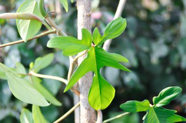 Philodendron pedatum Neşeli Eller veya ARACEAE, Philodendron bitkisi veya tırmanma bitkisi
