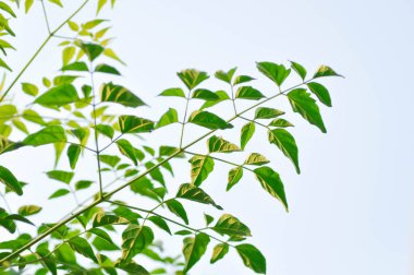 Mantar ağacı, Hint mantar ağacı veya Millingtonia hortensis Linn veya BIGNONIACEAE veya küçük mantar ağacı ve gökyüzü arkaplanı