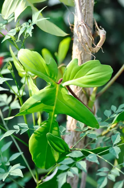 Philodendron pedatum Neşeli Eller veya ARACEAE, Philodendron bitkisi veya tırmanma ağacı