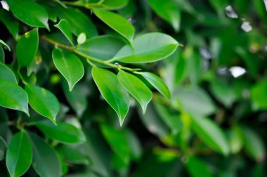 banyan ağacı veya Ficus annulata veya fius bengalensis veya yapraklar arka plan