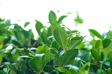 banyan ağacı veya Ficus annulata veya fius bengalensis veya yapraklar arka plan