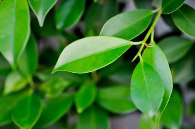 banyan ağacı veya Ficus annulata veya fius bengalensis veya yapraklar arka plan