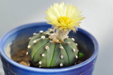 Astrophytum asteriias flower or cactus in the flower pot or Astrophytum or Astrophytum asteriias plant clipart