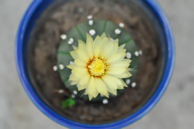 Astrofittum asterias çiçeği veya saksıdaki kaktüs veya astrofittum veya astrofittum asterias bitkisi.