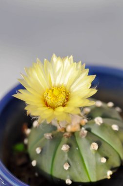 Astrophytum asteriias flower or cactus in the flower pot or Astrophytum or Astrophytum asteriias plant clipart