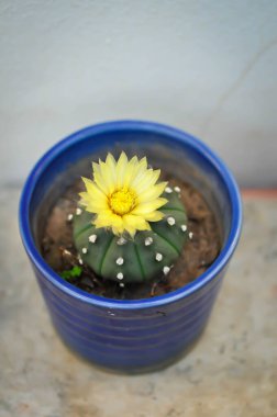 Astrofittum asterias çiçeği veya saksıdaki kaktüs veya astrofittum veya astrofittum asterias bitkisi.