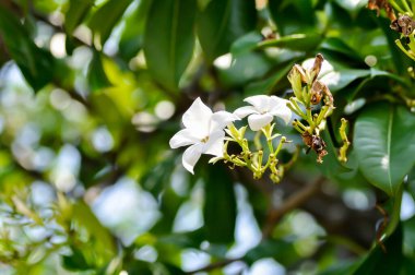 Cerbera Odollam Gaertn or Apocynaceae or pong pong and flowers or white flower