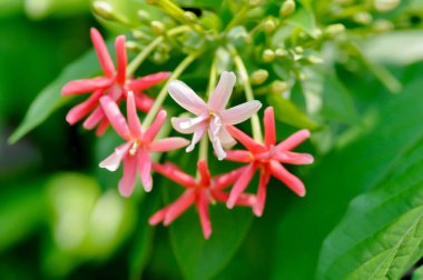 Rangoon Creeper, Chinese honey Suckle or Drunken sailor or Combretum indicum plant or pink flowers
