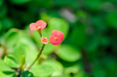 Christ Thorn , Euphorbia milii or Crown of thorns or pink flowers