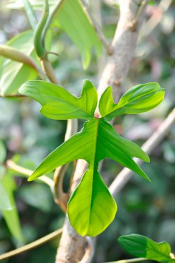 Philodendron pedatum Neşeli Eller veya ARACEAE, Philodendron bitkisi veya tırmanma ağacı