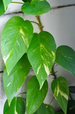 Epipremnum, Epipremnum Pinnatum Variegata veya Epipremnum pinnatum albo çeşitleri veya tırmanma ağacı