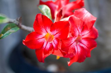 Adenium obesum ,  Desert rose or Mock Azalea or Pink bignonia or Impala lily or APOCYNACEAE or red flowers clipart