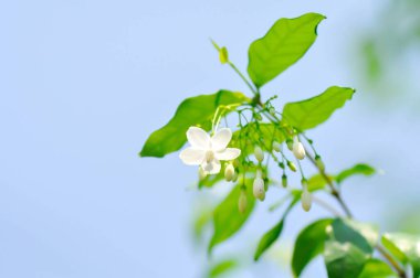 Su yasemini veya Wrightia dini Benth veya apocynaceae, Echites religiosus veya Wrightia religiosa veya beyaz çiçek.