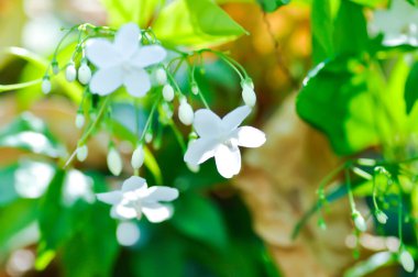 Su yasemini veya Wrightia dini Benth veya apocynaceae, Echites religiosus veya Wrightia religiosa veya beyaz çiçek.